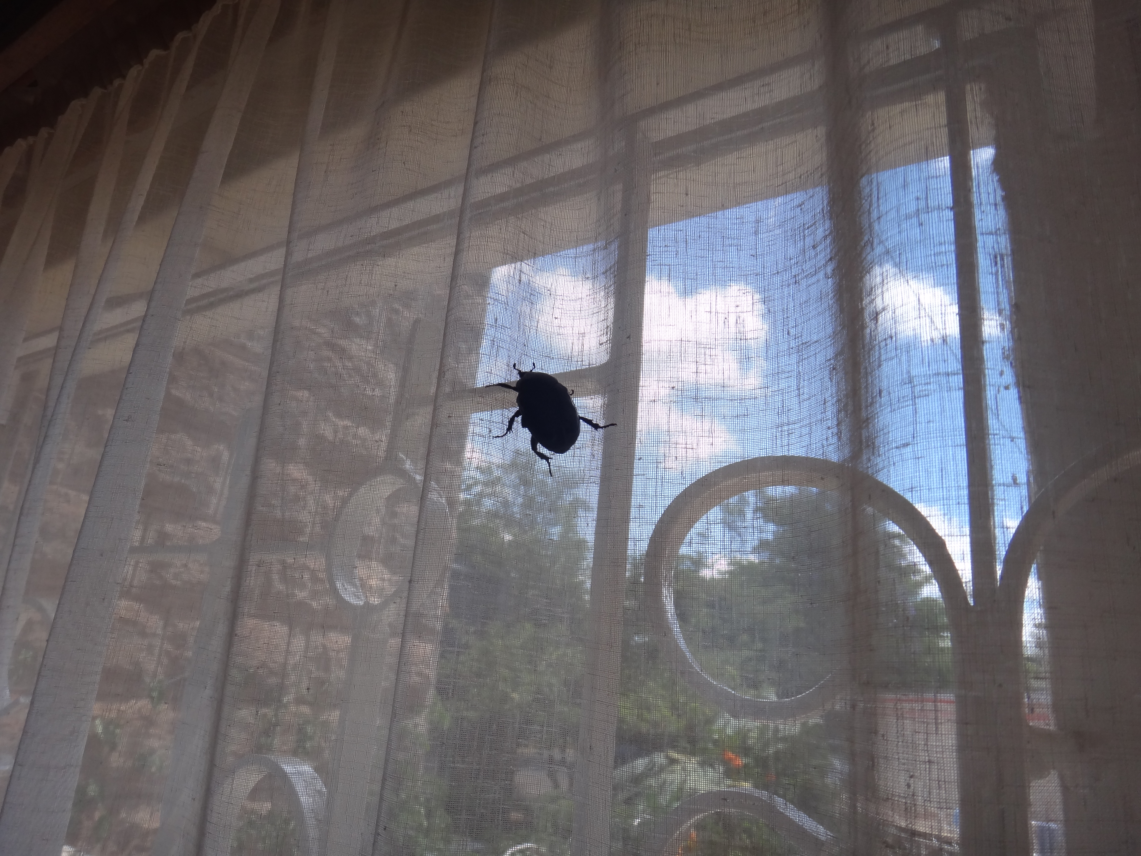 Giant Beetle Bug