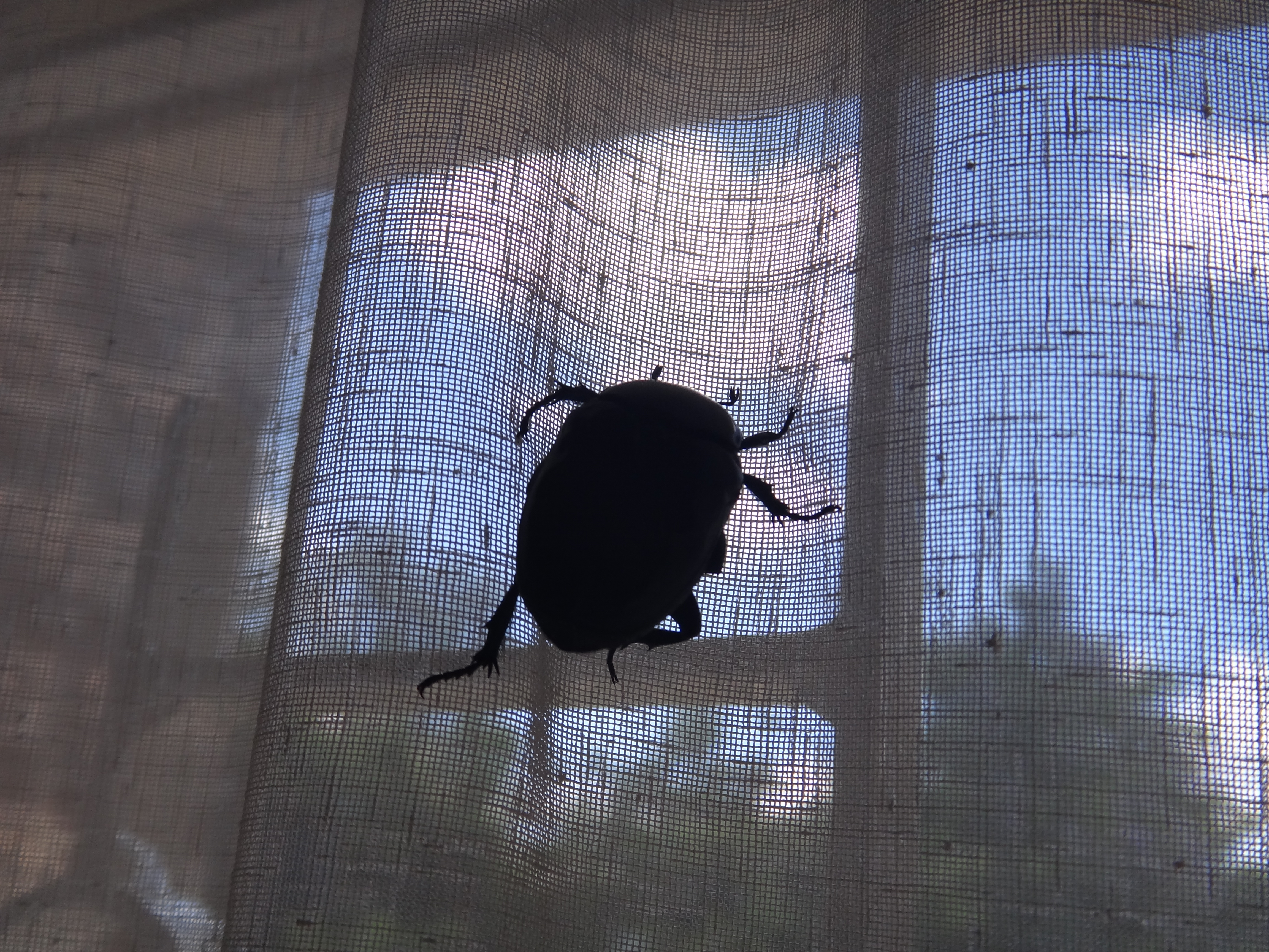 Close-up of Giant Bug