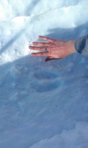 Moose Track