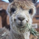 A photo of a happy llama