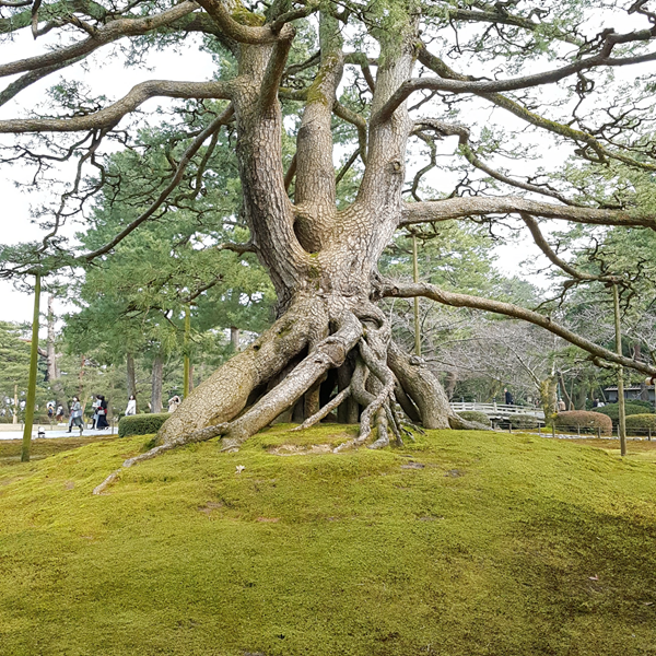 Majestic Tree in Japan
