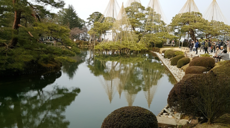 Trees protected for heavy snowfall in Japan