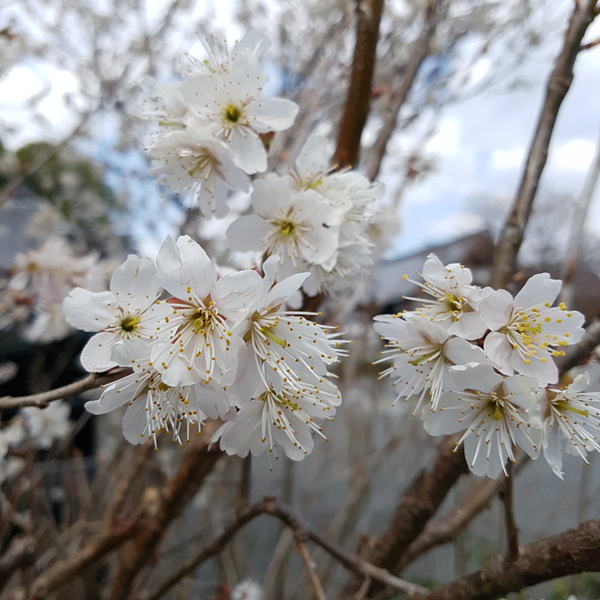 White Sakura in Kyoto