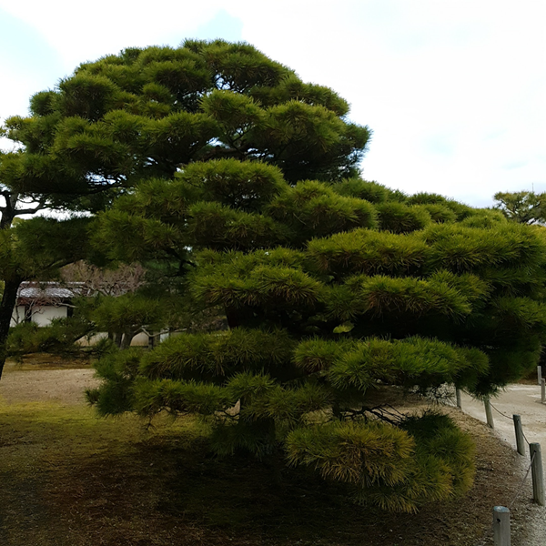 Beautiful Tree in Kyoto