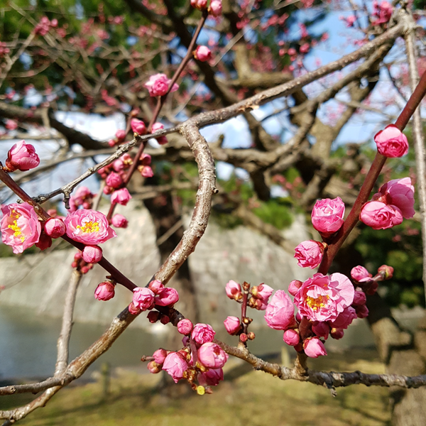 Early spring Cherry Blossoms in Japan