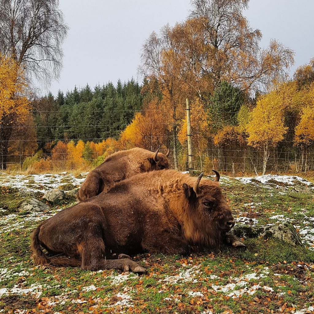Bison in Highland Wildlife Park
