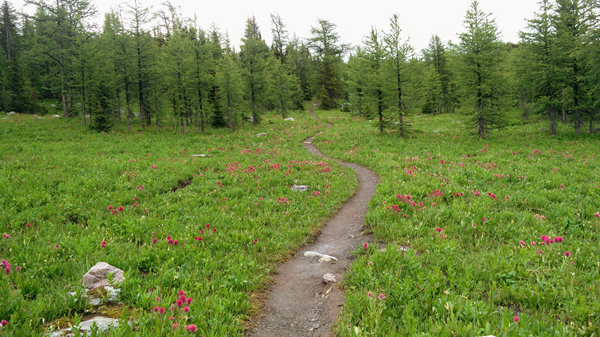 Mountain Meadow full of hot pink flowers and green grass
