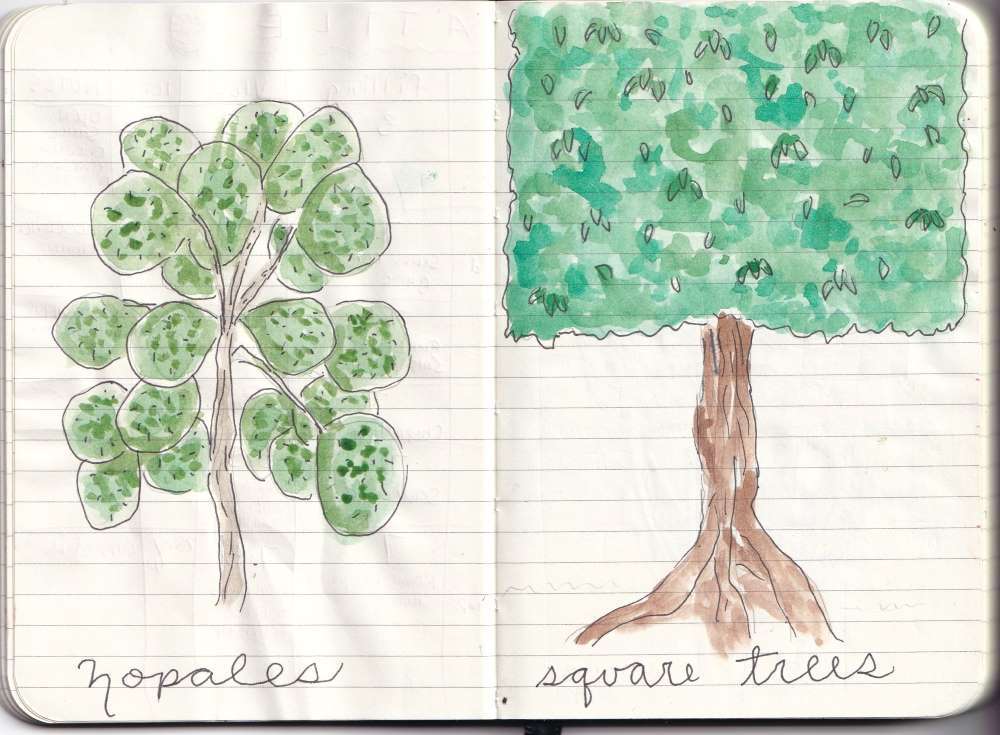 A drawing of a Nopales plant and a beautiful manicure tree that I saw a lot of in Leon, Mexico.