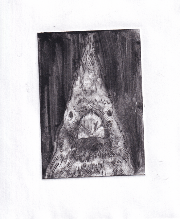 Intaglio Print - Angry Cardinal staring straight at you